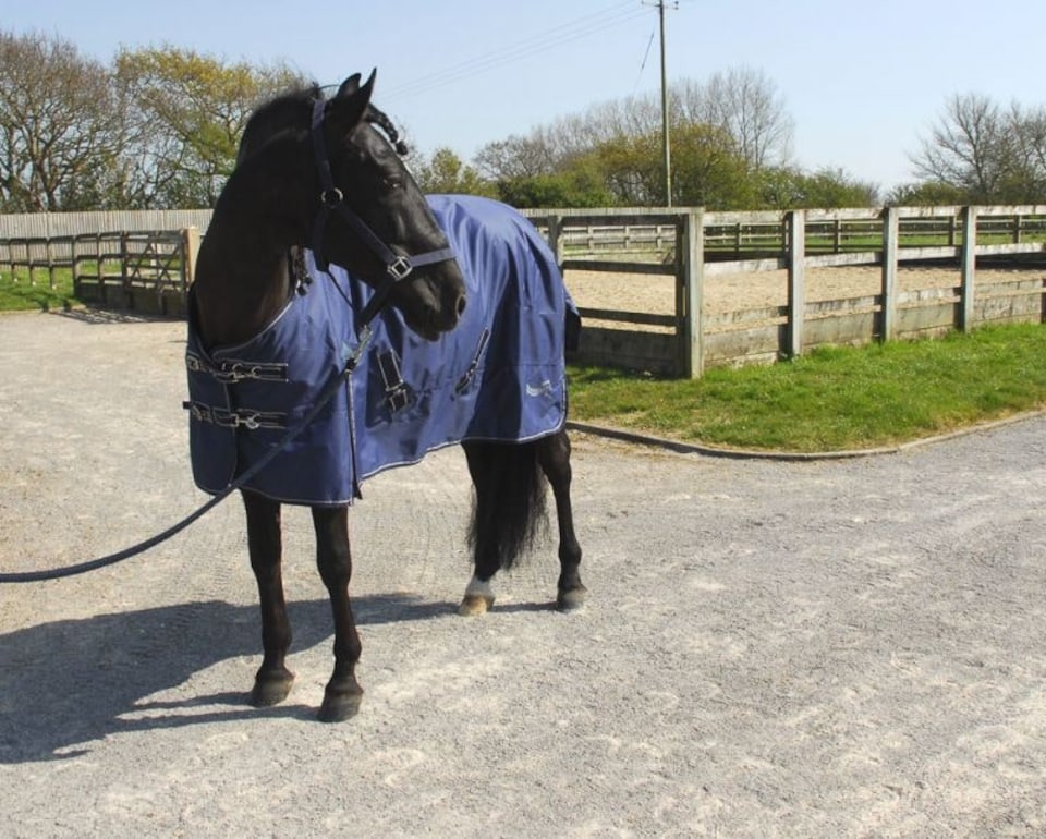 image 1 of Rhinegold Torrent Outdoor Rug | Blue | Size: 4ft 6
Colour: Navy Blue