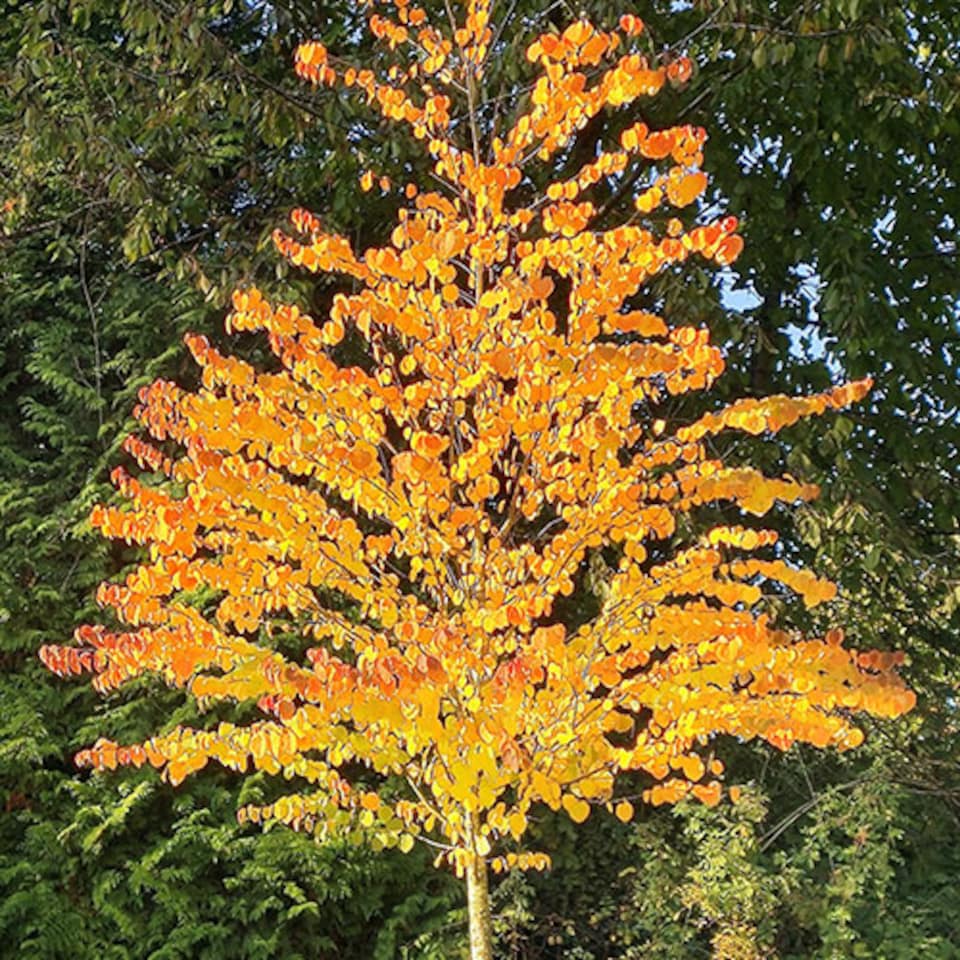 image 1 of Toffee AppleTree Cercidiphyllum japonicum 'Katsura' 3L
