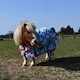 image 2 of Rhinegold Unicorn Torrent Outdoor Rug
