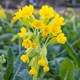 image 2 of Unwins Cowslip Wildflower Seeds | Multi | Yellow | Flower Seeds