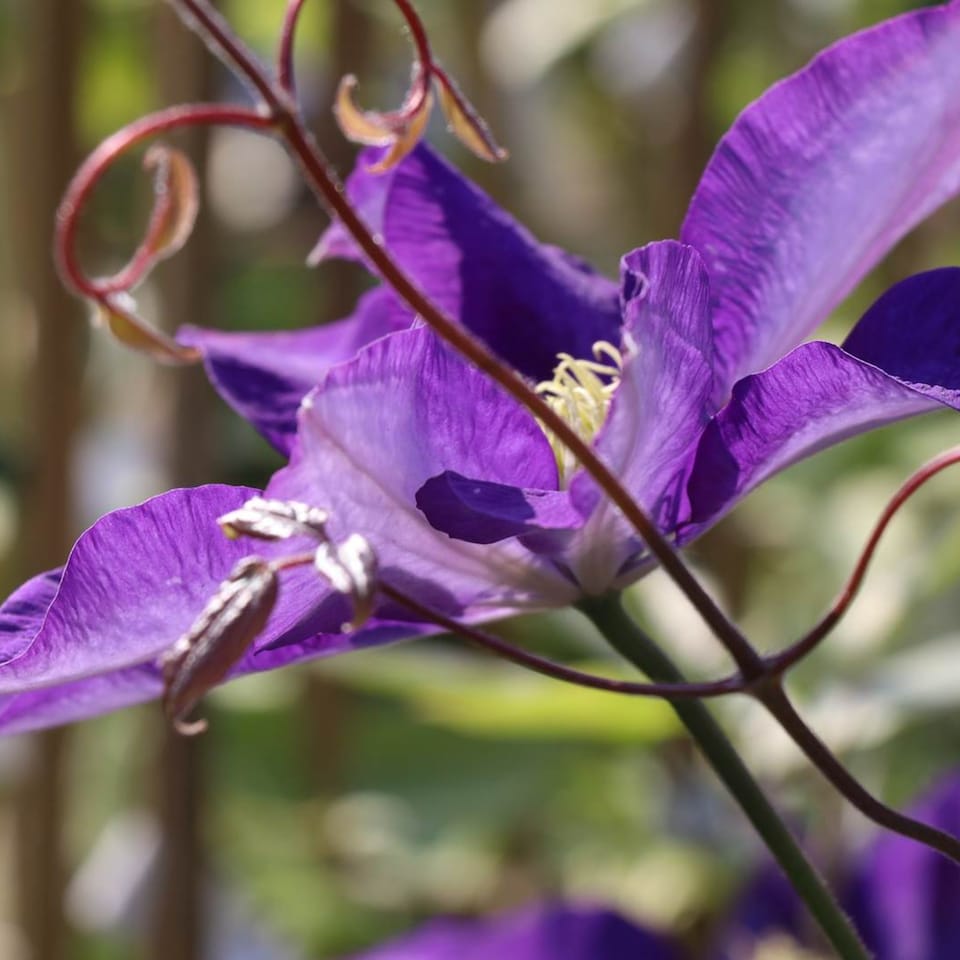 image 1 of Carbeth Plants 3 x Clematis Daniel Deronda Climbing Plant in 9cm Pot - Summer Flowering Garden Ready Shrub For Walls, Fences or Trellis