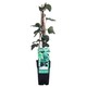 image 2 of Hedera algeriensis Gloire de Marengo - Evergreen Ivy Climber Ground Cover Low Maintenance Wildlife-Friendly 1 x 15cm Pot