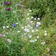 image 4 of Gypsophila Covent Garden | Multi | White | Flower Seeds | 1