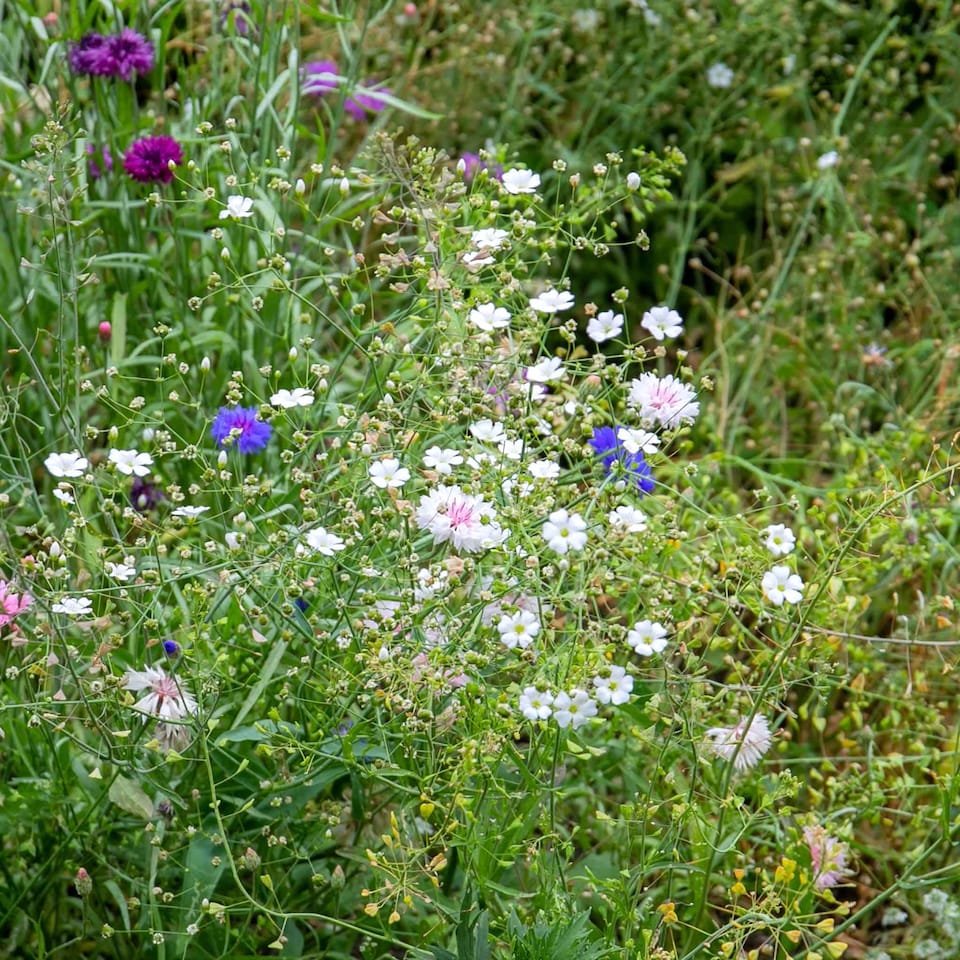 image 1 of Gypsophila Covent Garden | Multi | White | Flower Seeds | 1