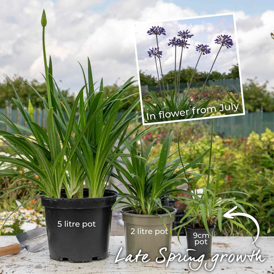 image 1 of Marshalls Garden Agapanthus 'Twister' - Bicolour Blue & White Perennial 2 litre