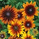 image 1 of Marshalls Garden Rudbeckia Seeds 'Autumn Colours' 25 seeds