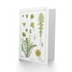 image 2 of Maurice Pillard Verneuil Art Card Dandelion Flower Plant