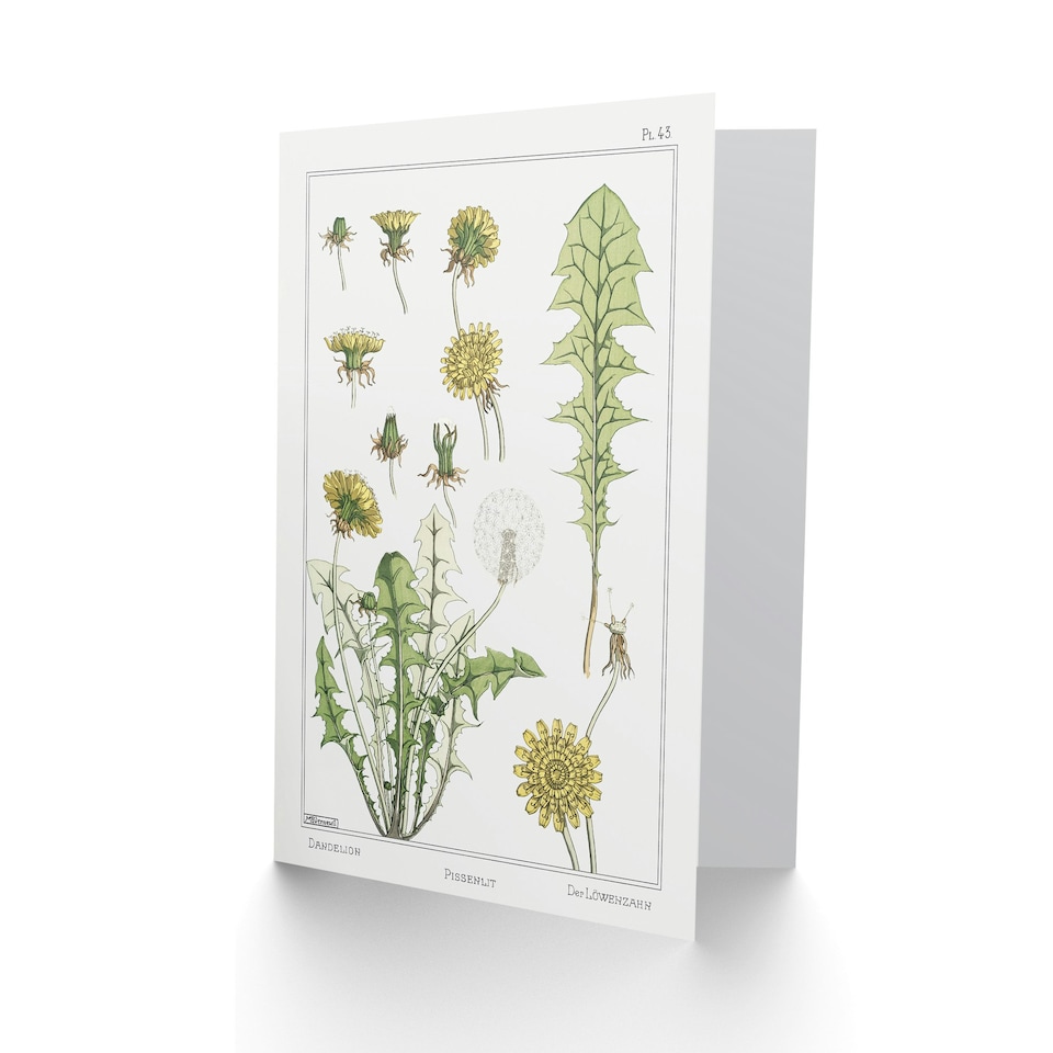 image 1 of Maurice Pillard Verneuil Art Card Dandelion Flower Plant