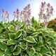 image 3 of Carbeth Plants Hosta Minuteman 3 x 9cm Pots - Hardy Lavender Summer Outdoor Perennial Garden Ready Shrub for Shaded Borders & Containers