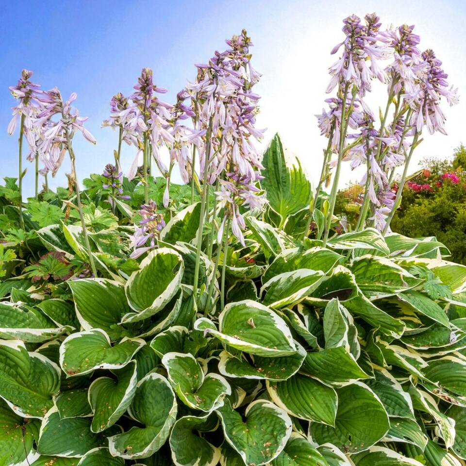 image 1 of Carbeth Plants Hosta Minuteman 3 x 9cm Pots - Hardy Lavender Summer Outdoor Perennial Garden Ready Shrub for Shaded Borders & Containers