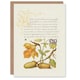 image 1 of Model Book of Calligraphy Art Card Daffodil Flower and Oak Acorns