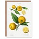 image 1 of Pierre-Joseph Redouté Art Card Clusters of Citrus Fruit