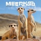 image 1 of Meerkats 2026 Calendar | Square Wall Calendar | Animal Gift | Plastic Free Packaging | by Avonside Publishing
