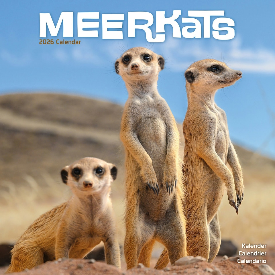 image 1 of Meerkats 2026 Calendar | Square Wall Calendar | Animal Gift | Plastic Free Packaging | by Avonside Publishing