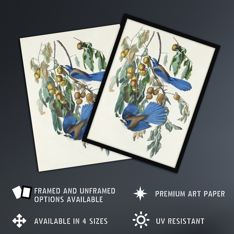 image 1 of Florida Jay and Persimmon Tree Audubon Nature Framed Wall Art Print 12X16"