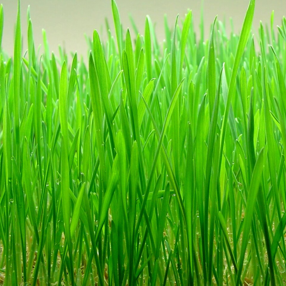 image 1 of 2 x Rabbit Wheat Grass in 13cm Pot - Natural Treat & Enrichment Plant - Edible Grass for Rabbits, Guinea Pigs & Small Pets