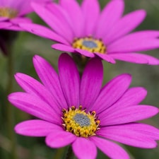 Osteospermum Hardy In the Pink 48mm Plug Plant x 3