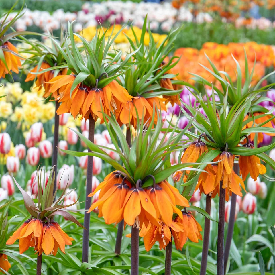 image 1 of Marshalls Garden Fritillaria imperialis 'Rubra' (Crown Imperial) 3 Bulbs