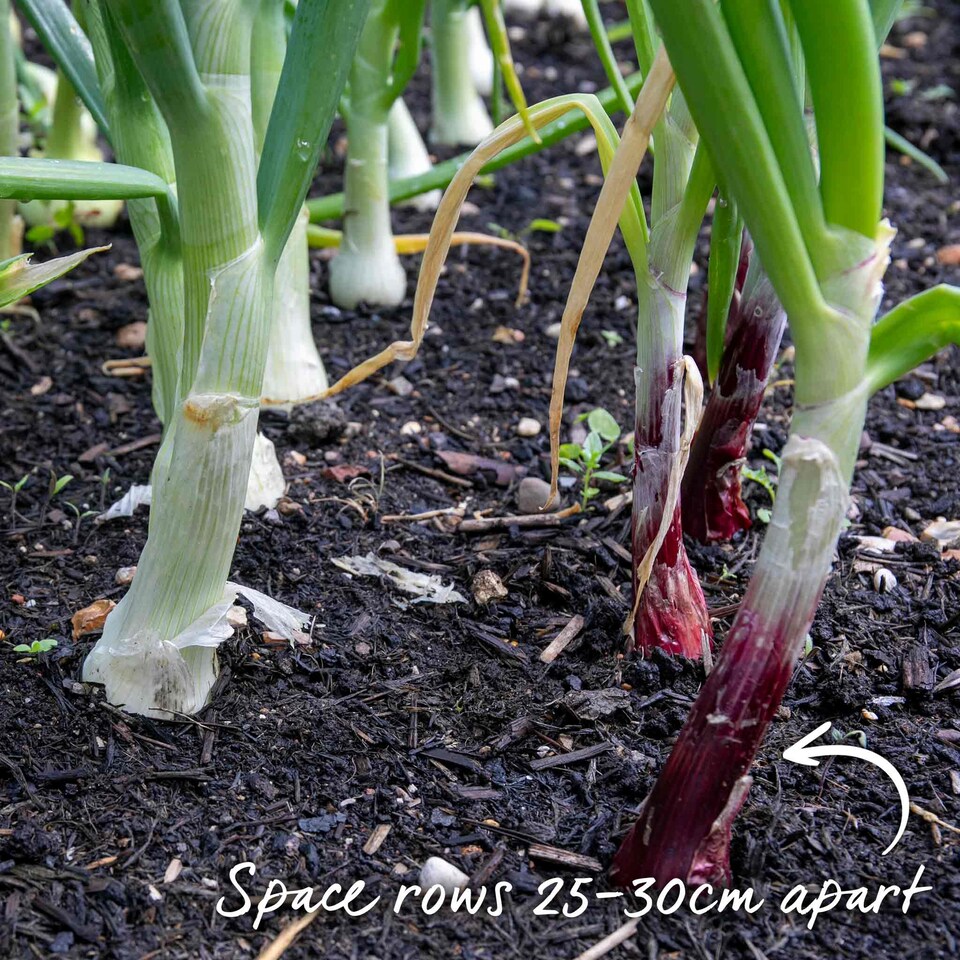 image 1 of Autumn planting onion sets - Red and White mix (approx. 65–75 sets)