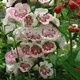 image 4 of Penstemon Ice Cream 9 Jumbo Plug Plants + 10 Flower Seeds