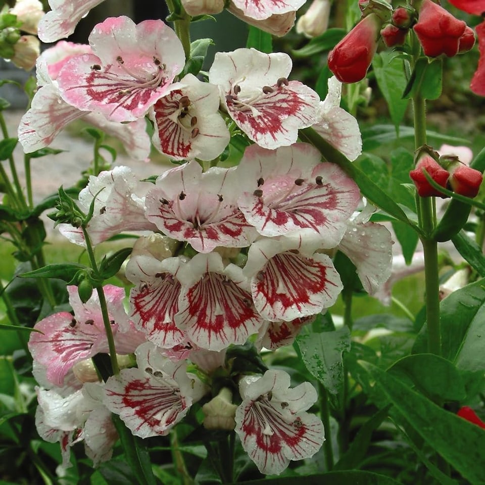 image 1 of Penstemon Ice Cream 9 Jumbo Plug Plants + 10 Flower Seeds