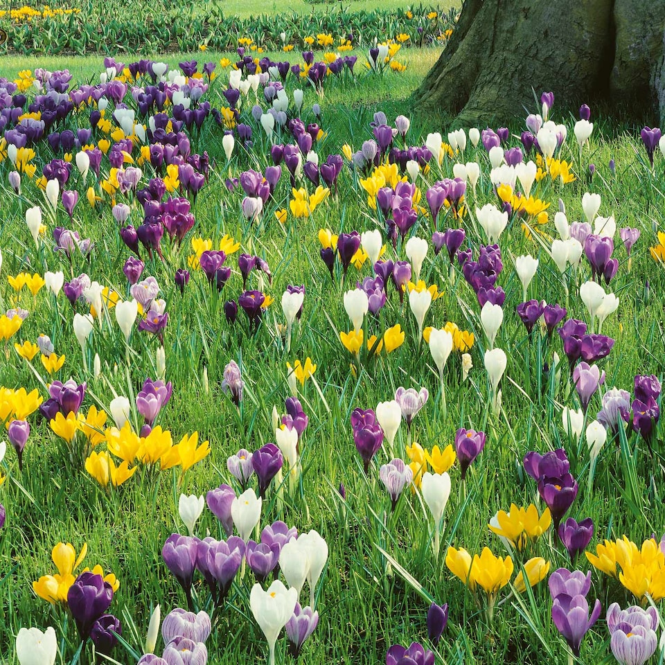 image 1 of Marshalls Garden Crocus Corms Large Flowering Mix 18 bulbs