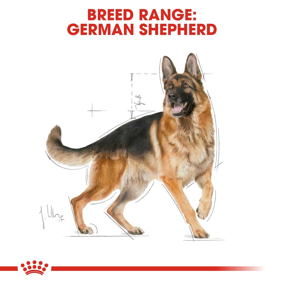 image 1 of ROYAL CANIN® German Shepherd Adult Dry Dog Food N/A | 11kg