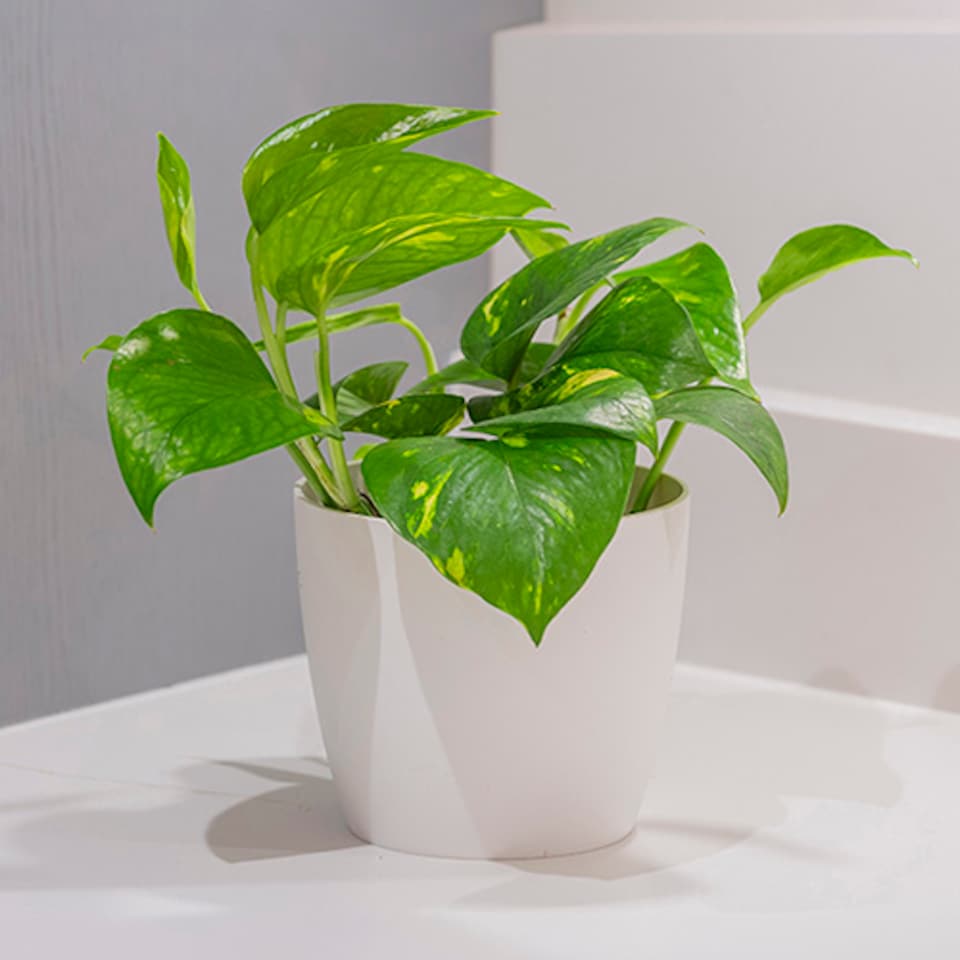 image 1 of Epipremnum pinnatum 'Aureum' in a 12 cm Pot - Devils Ivy Supplied as a Established Plant - Hanging House Plants for Indoor Office