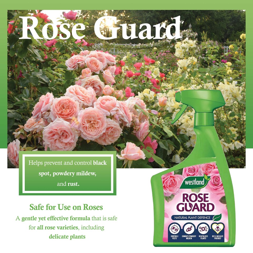image 1 of Westland Rose Guard RTU 800ml Spray for Healthy Leaves Vibrant Colour Disease Protection and Stronger Blooms for Roses
