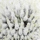 image 3 of Beautifully White (Canvas Print) 24" x 16"