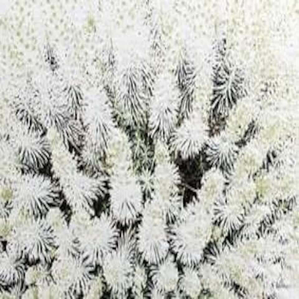 image 1 of Beautifully White (Canvas Print) 24" x 16"