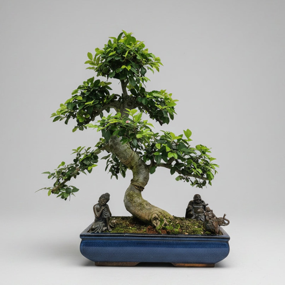 Yorkshire Bonsai Large Chinese Elm (Ulmus Parvifolia) Bonsai Tree Shaped In 40cm Pot