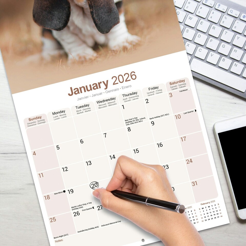 image 1 of Basset Hound 2026 Calendar | Square Wall Calendar | Dog Breed Gift | Plastic Free Packaging | by Avonside Publishing