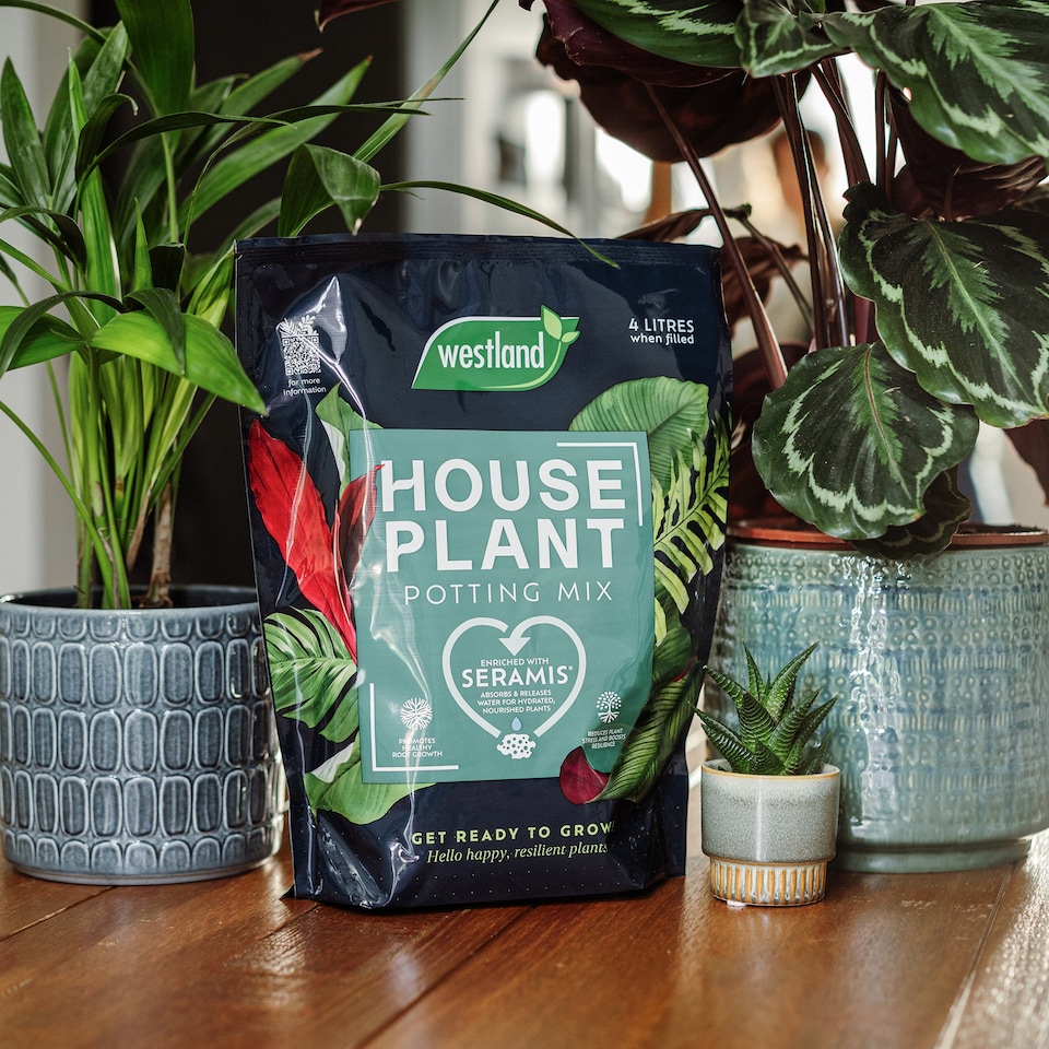image 1 of Westland Houseplant Potting Mix