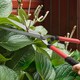 image 8 of Outsunny 3 PC Garden Shears Set w/ Hedge Shears, Lopper, Garden Secateurs