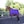 Purple/Plum