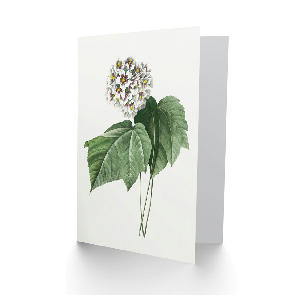 image 1 of Pierre-Joseph Redouté Art Card White Dombeya Amelia Flowers