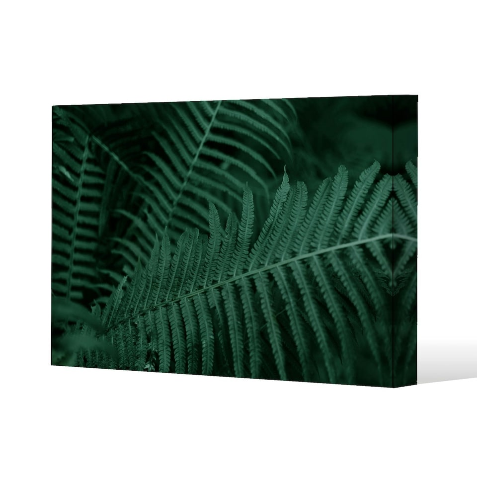 image 1 of Plants background. Biophilia trend (Canvas Print) 46 x 31 x 4cm