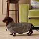 image 5 of Joules Henson Check Medium Packaway Dog Jacket