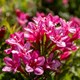 image 9 of Marshalls Garden Weigela Picobella 'Rosa' Compact Pink Flowering Shrub | Pink | Pink | 3L Plants