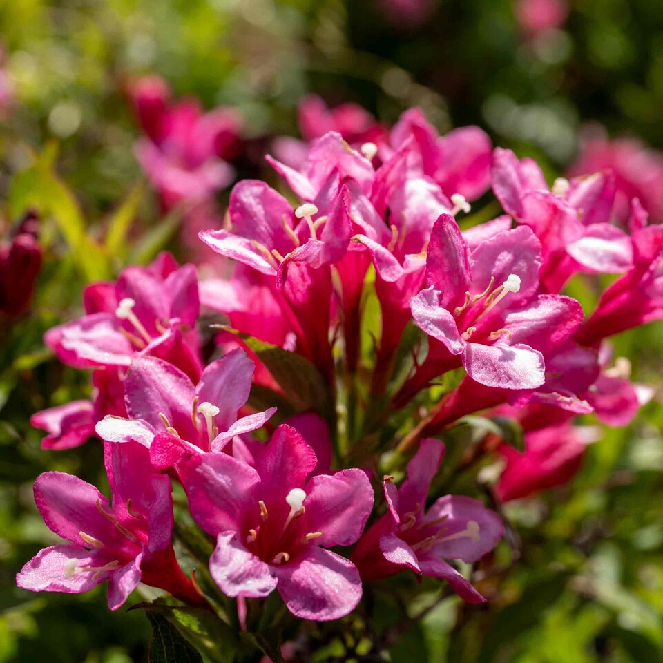 image 1 of Marshalls Garden Weigela Picobella 'Rosa' Compact Pink Flowering Shrub | Pink | Pink | 3L Plants
