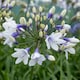 image 8 of Marshalls Garden Agapanthus 'Twister' - Bicolour Blue & White Perennial 2 litre