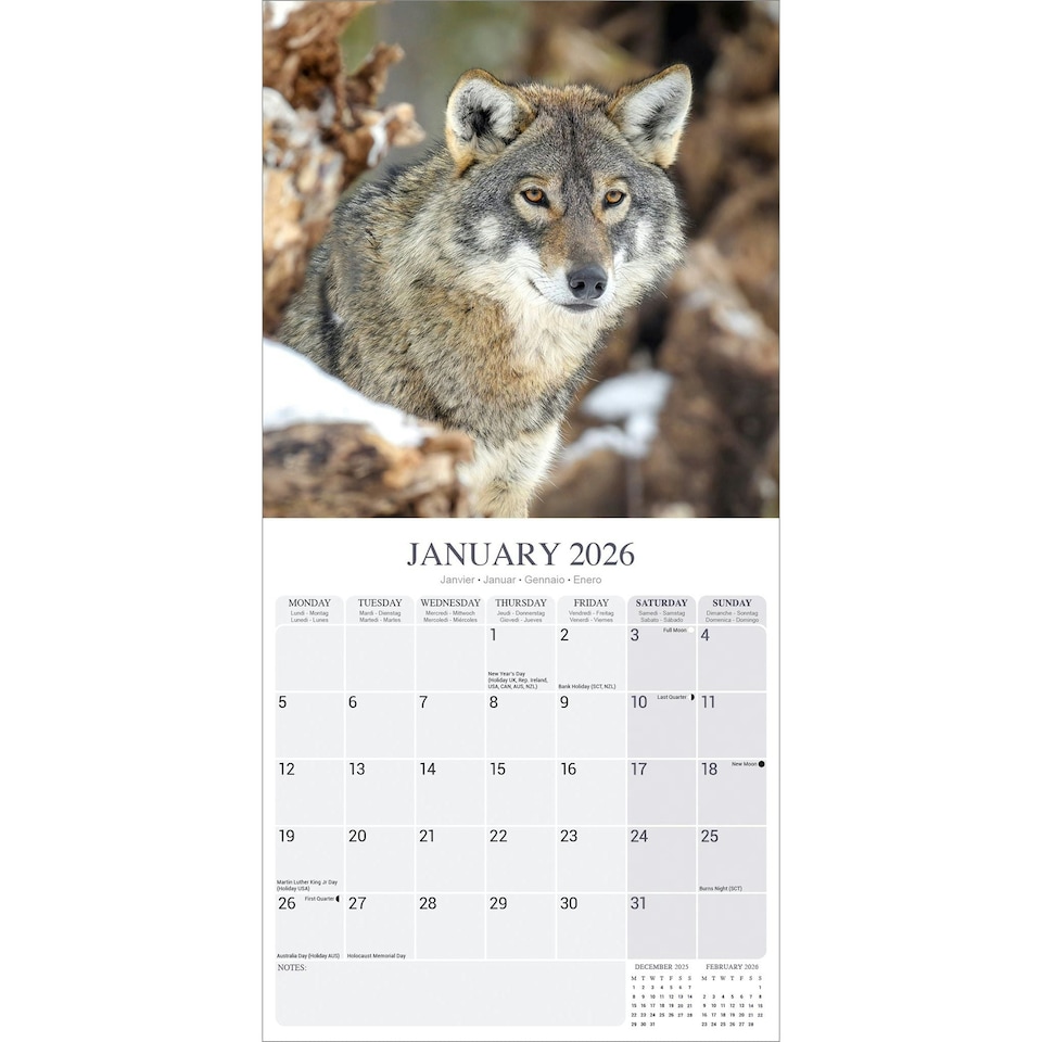 image 1 of Wolves 2026 Calendar | Square Wall Calendar | Animal Gift | Plastic Free Packaging | by Avonside Publishing