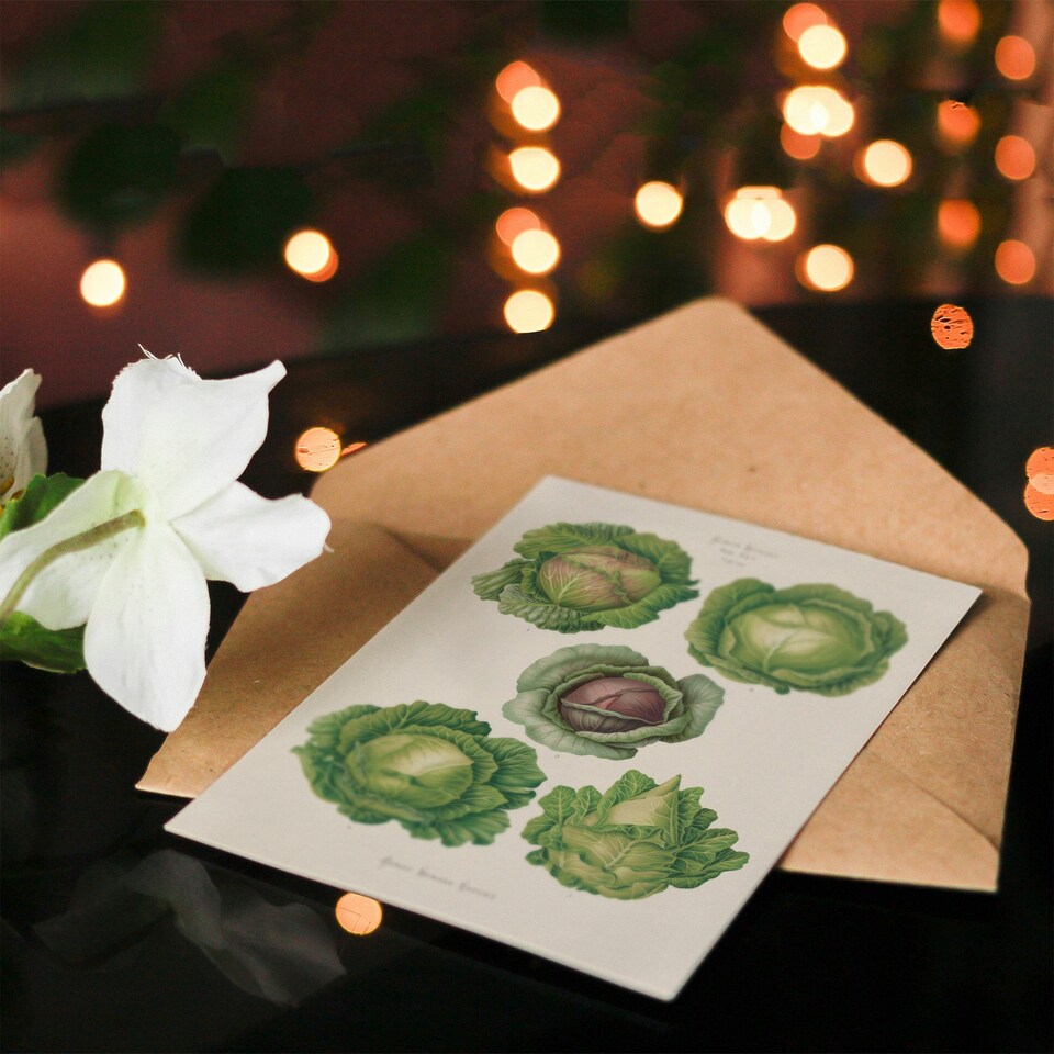 image 1 of Ernst Benary Art Card Cabbage Varieties Vintage Botanical