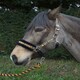 image 3 of Rhinegold Love My Pony Headcollar & Rope Set Green | Size: Full
Colour: Turquoise