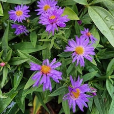Carbeth Plants Aster novi-belgii Lady in Blue Plant 1 x 9cm Pot - Blue Michaelmas Daisy Garden Ready Hardy Perennial for Summer Autumn Colour