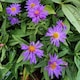 image 1 of Carbeth Plants Aster novi-belgii Lady in Blue Plant 1 x 9cm Pot - Blue Michaelmas Daisy Garden Ready Hardy Perennial for Summer Autumn Colour