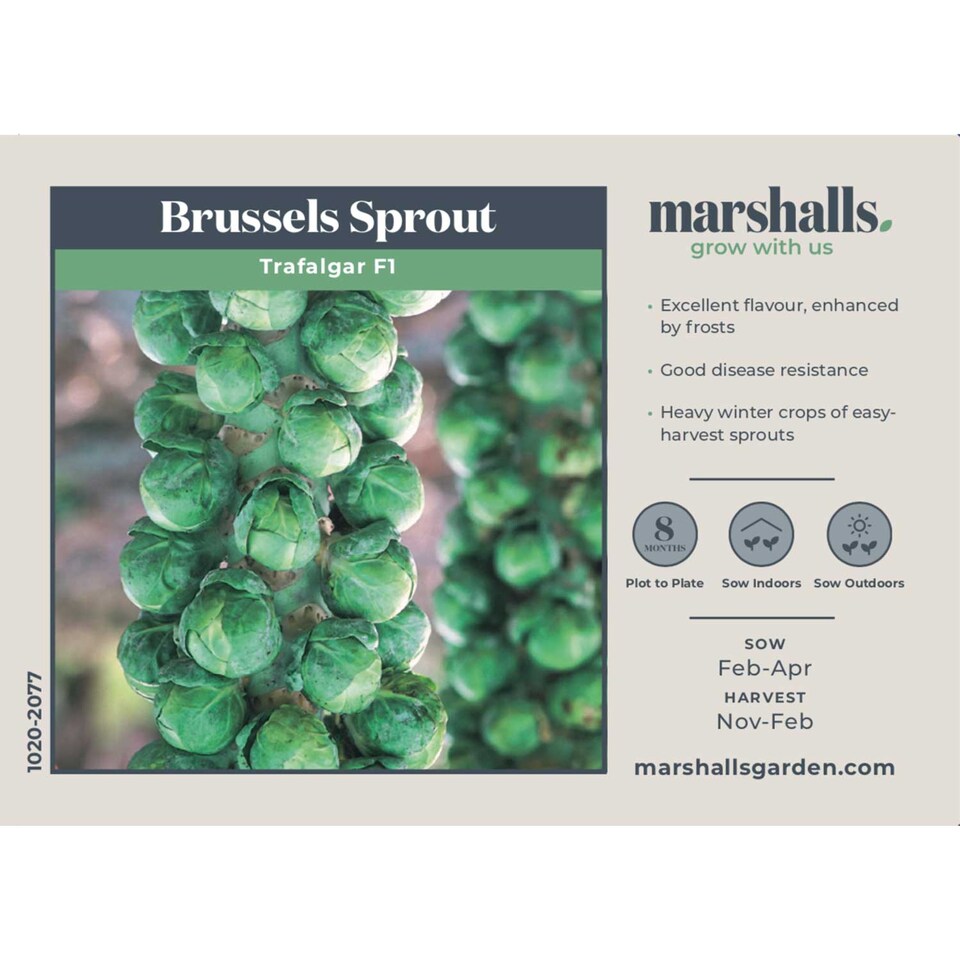 image 1 of Marshalls Garden Brussels Sprout Seeds 'Trafalgar' F1 - 40 Seeds