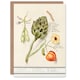 image 1 of Anselmus de Boodt Art Card Artichoke Broad Beans Groundcherry