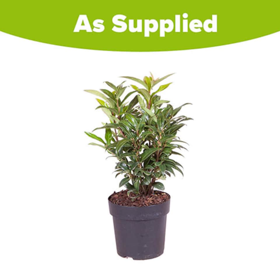 image 1 of Sarcococca hookeriana 'Winter Gem' plant in 15cm pot hardy Evergreen